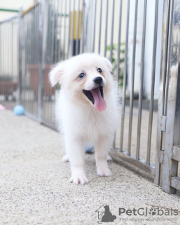 Additional photos: Japanese spitz