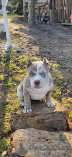 Photo №3. American Bully, girl. Czech Republic