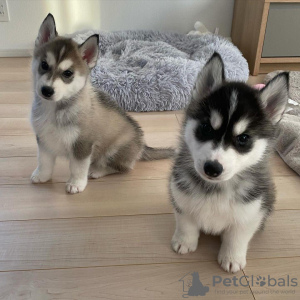 Photo №1. siberian husky - for sale in the city of Tallinn | negotiated | Announcement № 124653