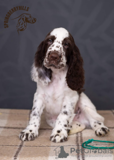 Photo №1. english springer spaniel - for sale in the city of Kiev | 1500$ | Announcement № 11174