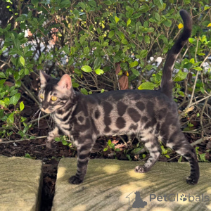 Photo №2 to announcement № 152768 for the sale of bengal cat - buy in France private announcement