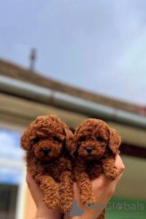 Photo №4. I will sell poodle (toy), poodle (dwarf) in the city of Werbass.  - price - negotiated