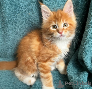 Photo №1. maine coon - for sale in the city of Lugano | 423$ | Announcement № 116315