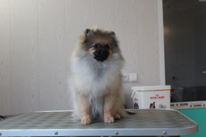 Photo №1. pomeranian - for sale in the city of Москва | 566$ | Announcement № 4916