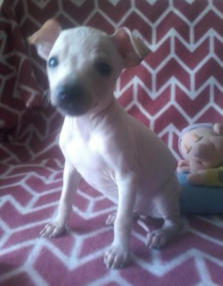 Photo №1. american hairless terrier - for sale in the city of Khabarovsk | 161$ | Announcement № 1306