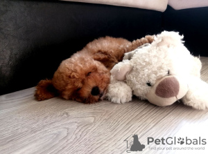 Photo №2 to announcement № 25085 for the sale of poodle (dwarf) - buy in Lithuania private announcement