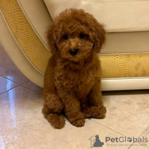 Photo №3. Poodle looking for new homes. Portugal