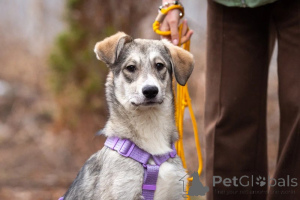 Photo №2 to announcement № 138991 for the sale of non-pedigree dogs - buy in Russian Federation private announcement