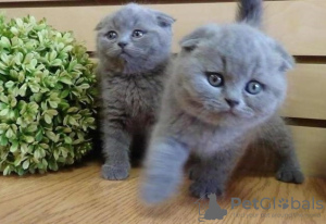 Photo №1. british shorthair - for sale in the city of IJsselstein | negotiated | Announcement № 65585