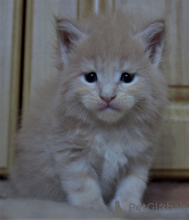 Photo №2 to announcement № 7822 for the sale of maine coon - buy in Russian Federation from nursery