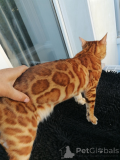 Photo №2 to announcement № 150613 for the sale of bengal cat - buy in Russian Federation from nursery, breeder