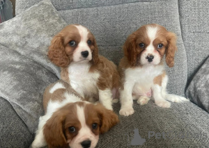Photo №1. cavalier king charles spaniel - for sale in the city of Bogumin | 574$ | Announcement № 148580