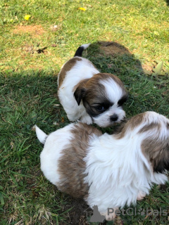 Photo №2 to announcement № 18641 for the sale of shih tzu - buy in Germany private announcement