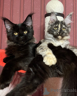 Photo №3. Maine coon. United Kingdom