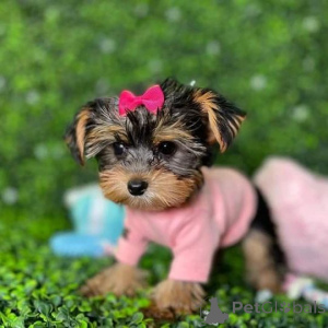 Photo №4. I will sell yorkshire terrier in the city of Atlantic City. private announcement, from nursery, from the shelter, breeder - price - Is free