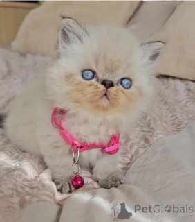 Photo №1. himalayan cat - for sale in the city of CoCHEM | 361$ | Announcement № 178043