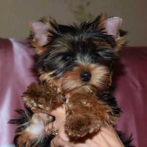 Additional photos: Puppies Yorkshire terrier, two girls.