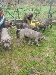 Additional photos: Cane Corso puppies