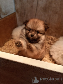 Photo №1. pomeranian - for sale in the city of New Garden | 310$ | Announcement № 158058