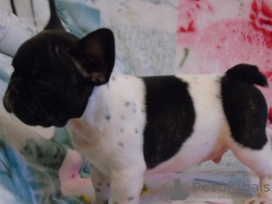 Photo №2 to announcement № 16732 for the sale of french bulldog - buy in Belarus private announcement