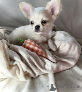 Photo №1. chihuahua - for sale in the city of Дрезден | 317$ | Announcement № 98464