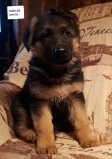Photo №2 to announcement № 3796 for the sale of german shepherd - buy in Russian Federation private announcement, breeder
