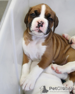 Photo №4. I will sell boxer in the city of Berlin. private announcement - price - negotiated