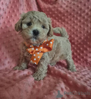Photo №3. gorgeous litter maltipoo Puppy. Germany