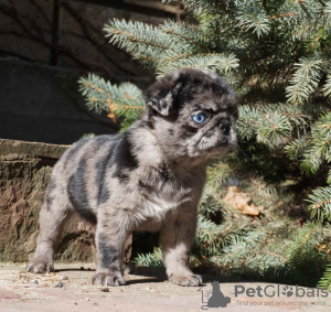 Photo №1. pug - for sale in the city of Constanța | 2000$ | Announcement № 45524