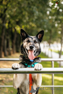 Photo №4. I will sell  in the city of Москва.  - price - Is free