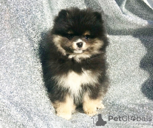 Photo №2 to announcement № 130520 for the sale of pomeranian - buy in Germany private announcement