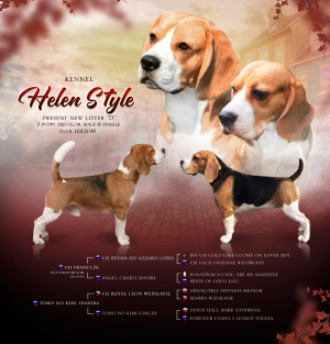 Photo №2 to announcement № 5088 for the sale of beagle - buy in Russian Federation breeder