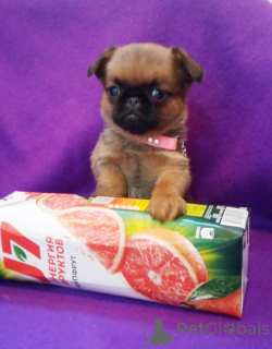 Photo №2 to announcement № 162923 for the sale of petit brabançon - buy in Russian Federation 