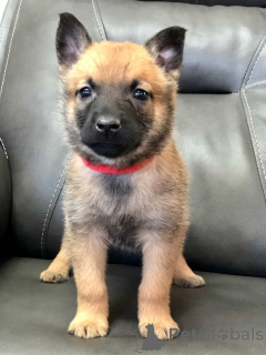 Photo №1. belgian shepherd - for sale in the city of Viimsi | 310$ | Announcement № 174954