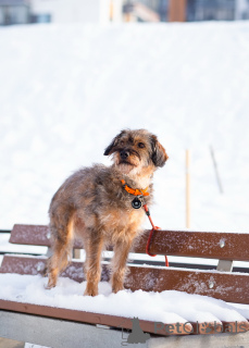 Photo №2 to announcement № 163725 for the sale of non-pedigree dogs - buy in Russian Federation private announcement