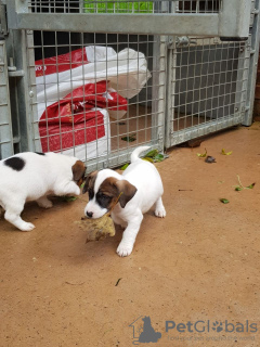 Photo №2 to announcement № 46175 for the sale of jack russell terrier - buy in Netherlands private announcement