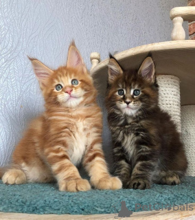 Photo №2 to announcement № 157780 for the sale of maine coon - buy in Germany private announcement