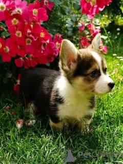 Photo №3. Welsh Corgie puppies for sale. Serbia