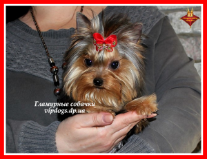 Photo №2 to announcement № 6235 for the sale of yorkshire terrier - buy in Ukraine from nursery