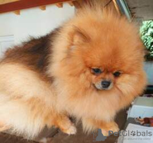 Photo №1. pomeranian - for sale in the city of Kreivilä | Is free | Announcement № 124079