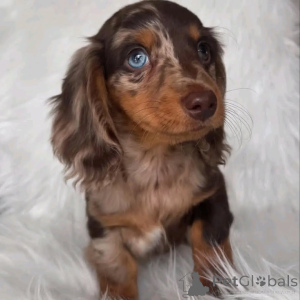 Photo №3. Dachshund puppies. United States