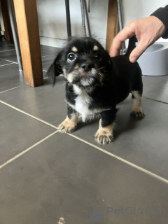 Photo №2 to announcement № 159153 for the sale of chihuahua - buy in United States private announcement