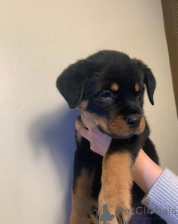Photo №1. rottweiler - for sale in the city of Aalen | Is free | Announcement № 176058