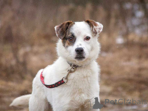 Photo №1. non-pedigree dogs - for sale in the city of Moskova | Is free | Announcement № 164581