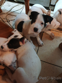 Photo №1. american staffordshire terrier - for sale in the city of Kiev | negotiated | Announcement № 146375