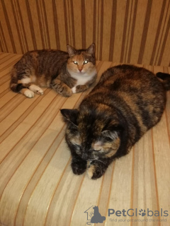Additional photos: Affectionate tricolor cats Mixi and Nika the turtle are looking for a home!