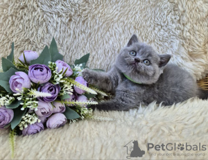 Photo №4. I will sell british shorthair in the city of Tolyatti. breeder - price - negotiated