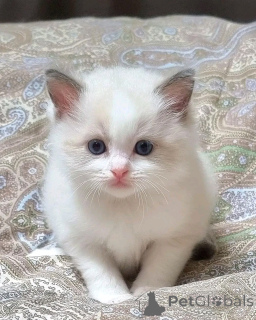 Photo №2 to announcement № 136453 for the sale of exotic shorthair - buy in Germany breeder