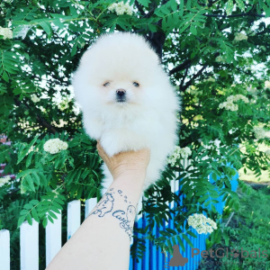 Photo №1. pomeranian - for sale in the city of Москва | 183$ | Announcement № 10686