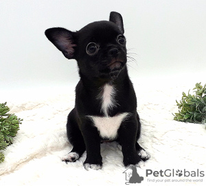 Photo №1. chihuahua - for sale in the city of Москва | 781$ | Announcement № 105587